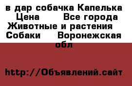 в дар собачка Капелька › Цена ­ 1 - Все города Животные и растения » Собаки   . Воронежская обл.